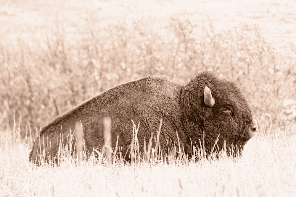 diggs_entry 2_young bison_photograph_2022 - Martin Diggs